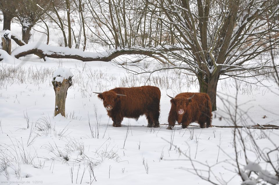 Zwei Hochlandrinder im Winter