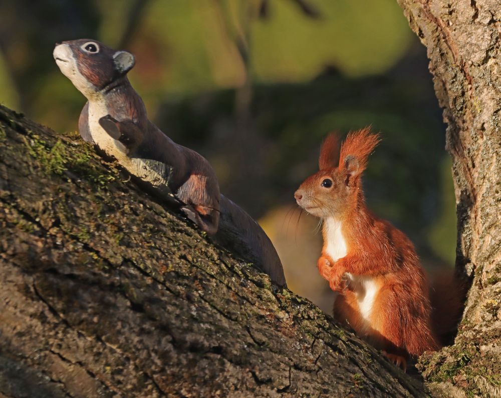 Zwei Hörnchen...