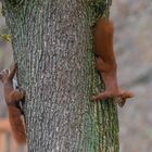 "Zwei Hörnchen am Baum 2024"