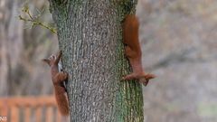 "Zwei Hörnchen am Baum 2024"