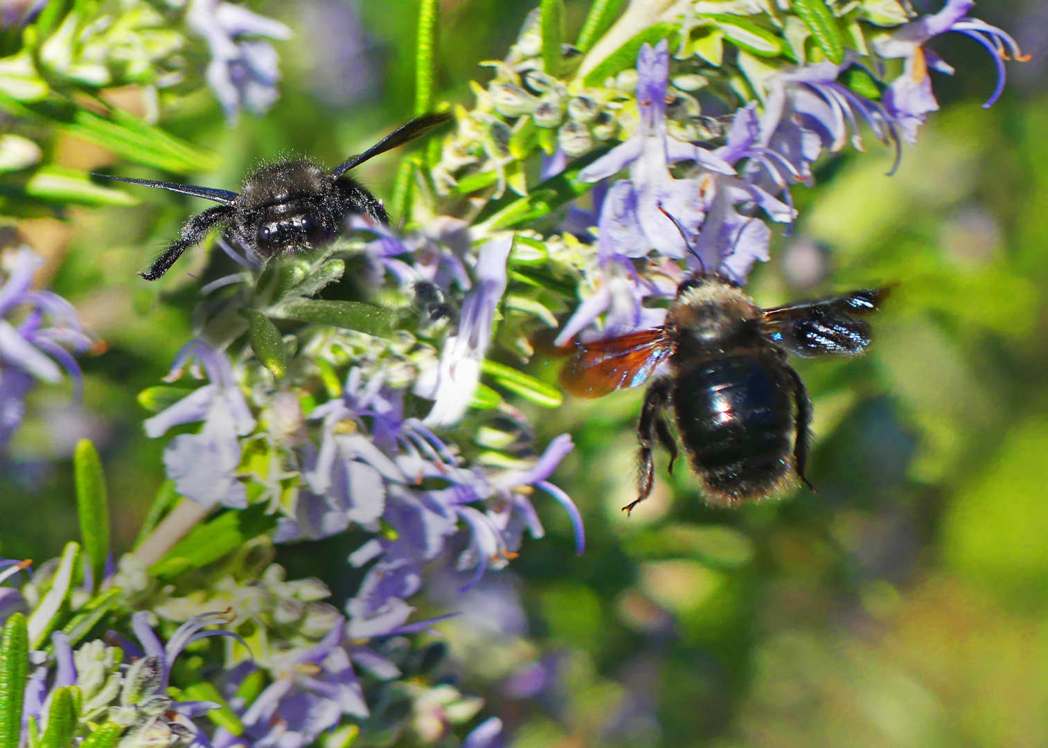 Zwei Holzbienen