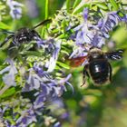 Zwei Holzbienen