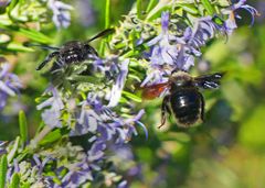 Zwei Holzbienen