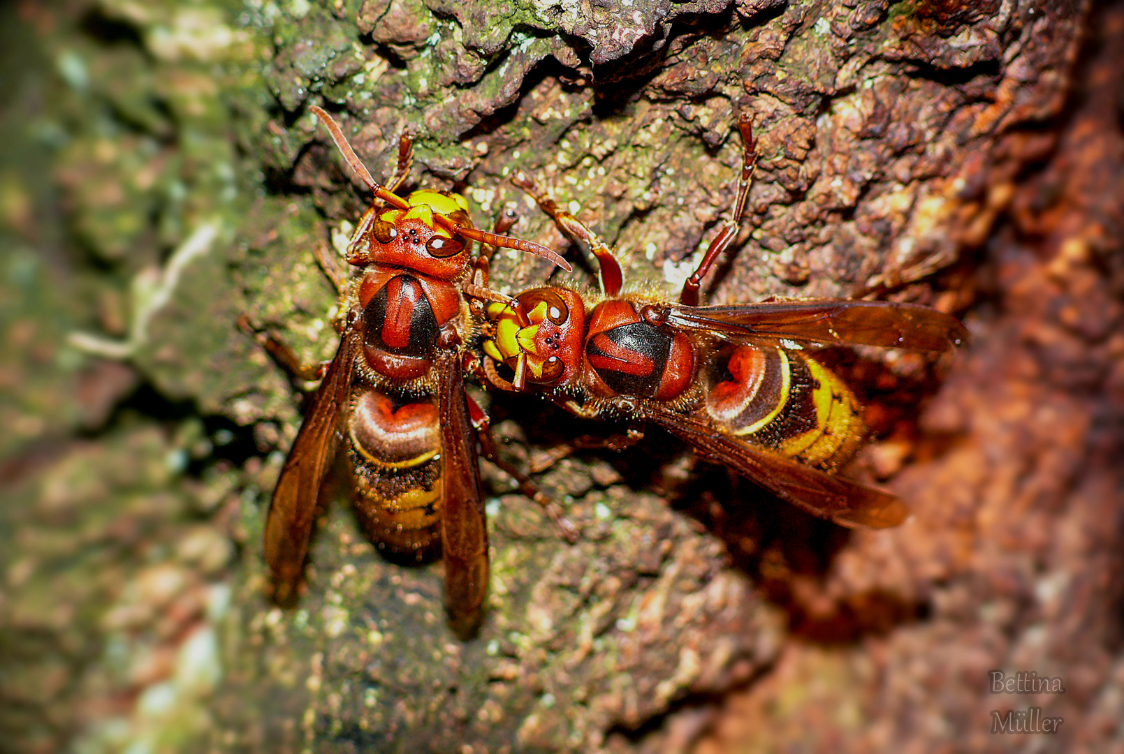 Zwei Hornissen (Vespa crabro) beim Putzen