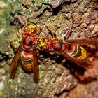 Zwei Hornissen (Vespa crabro) beim Putzen