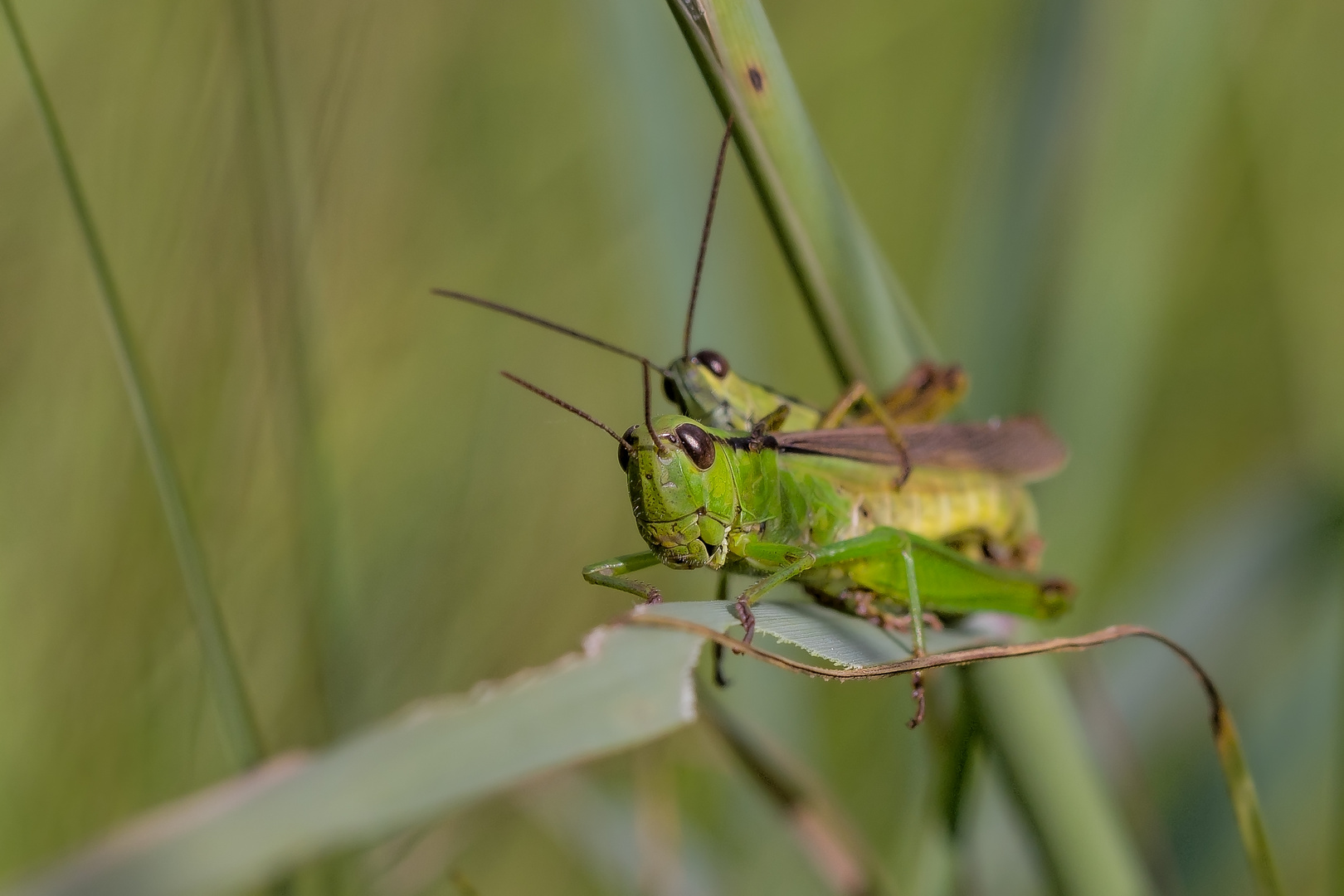 Zwei Hüpfer im Gras