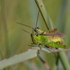 Zwei Hüpfer im Gras