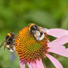 Zwei Hummel auf Echinacea