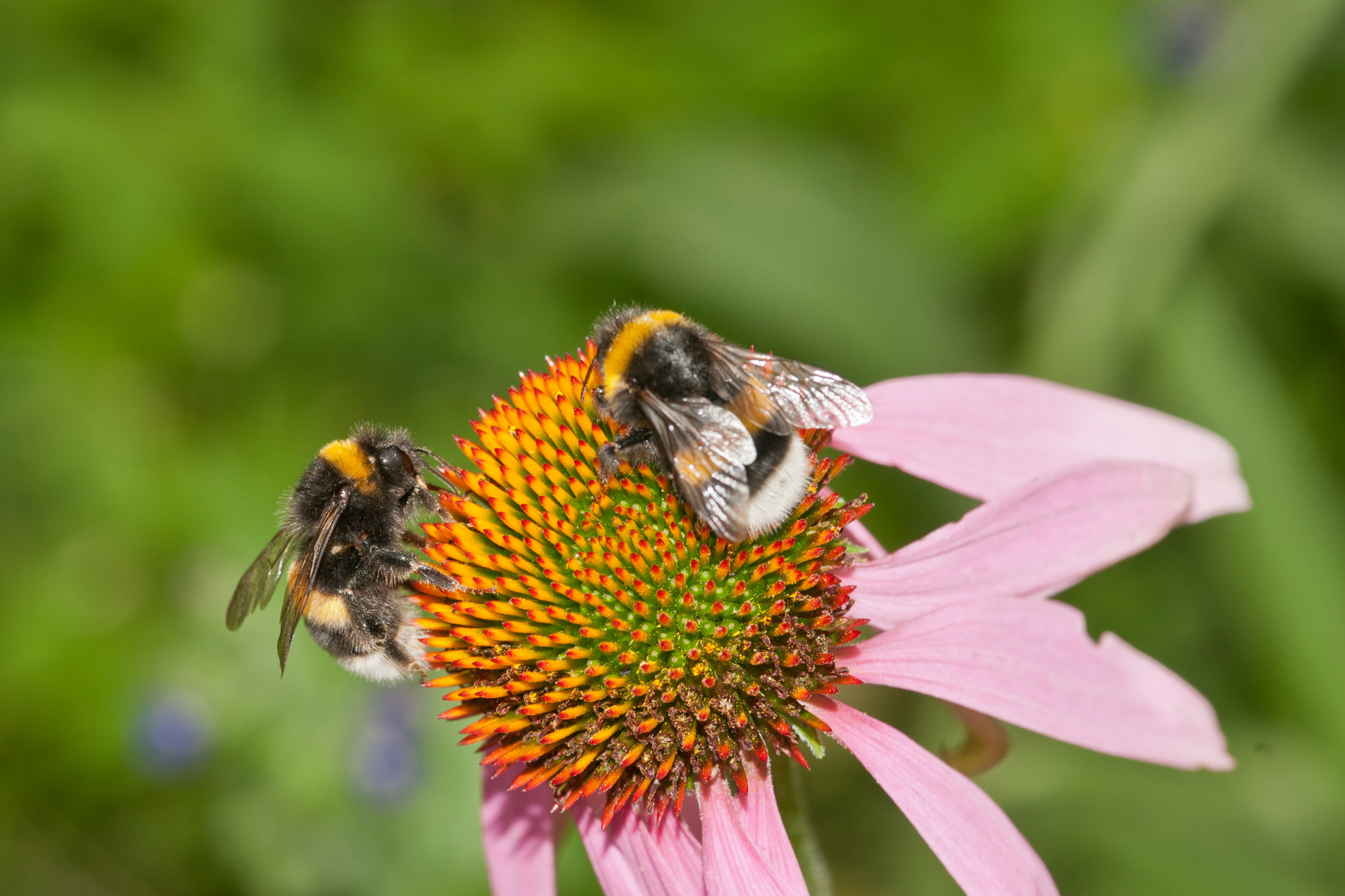 Zwei Hummel auf Echinacea Sonnenhut