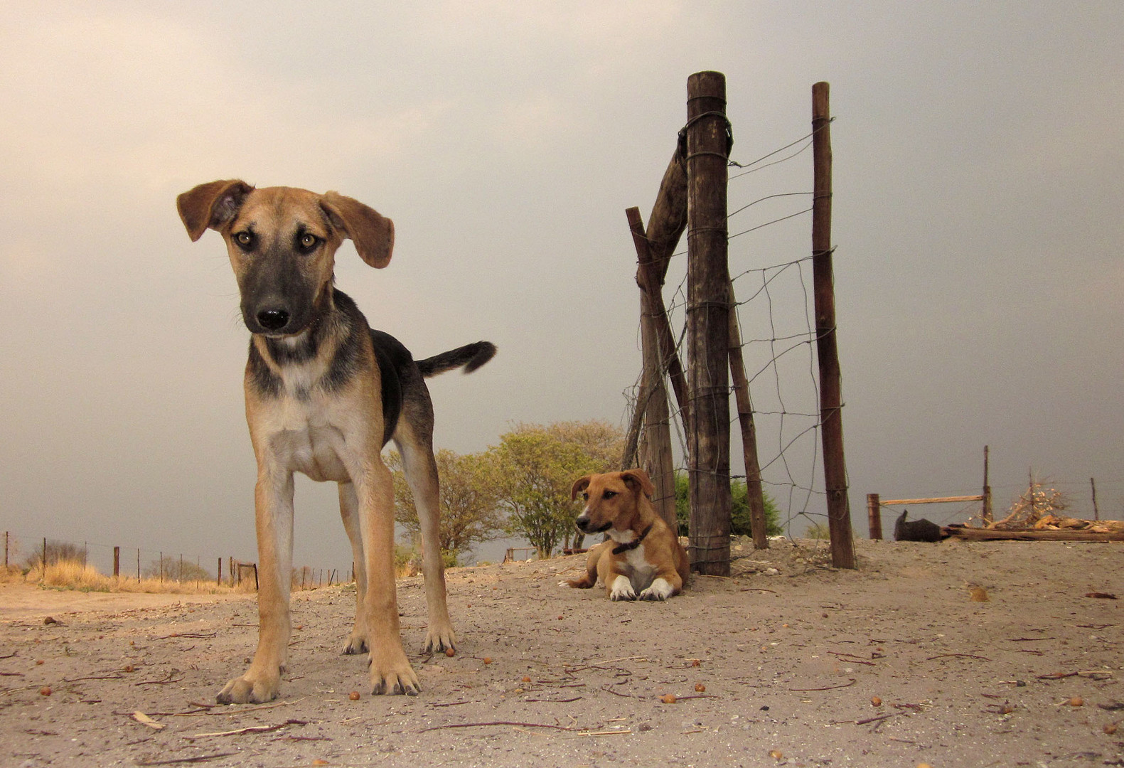 Zwei Hunde