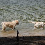 zwei Hunde, ein Regenschirm und das weite Meer