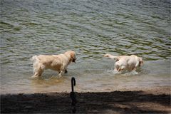 zwei Hunde, ein Regenschirm und das weite Meer