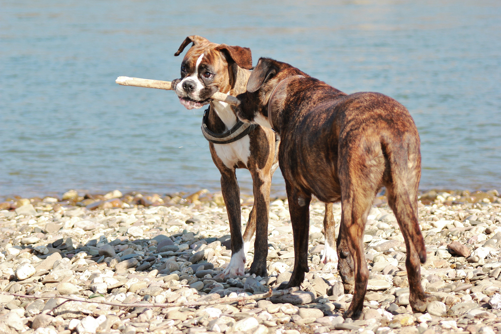 Zwei Hunde, ein Stock!