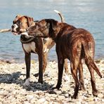 Zwei Hunde, ein Stock (die zweite)