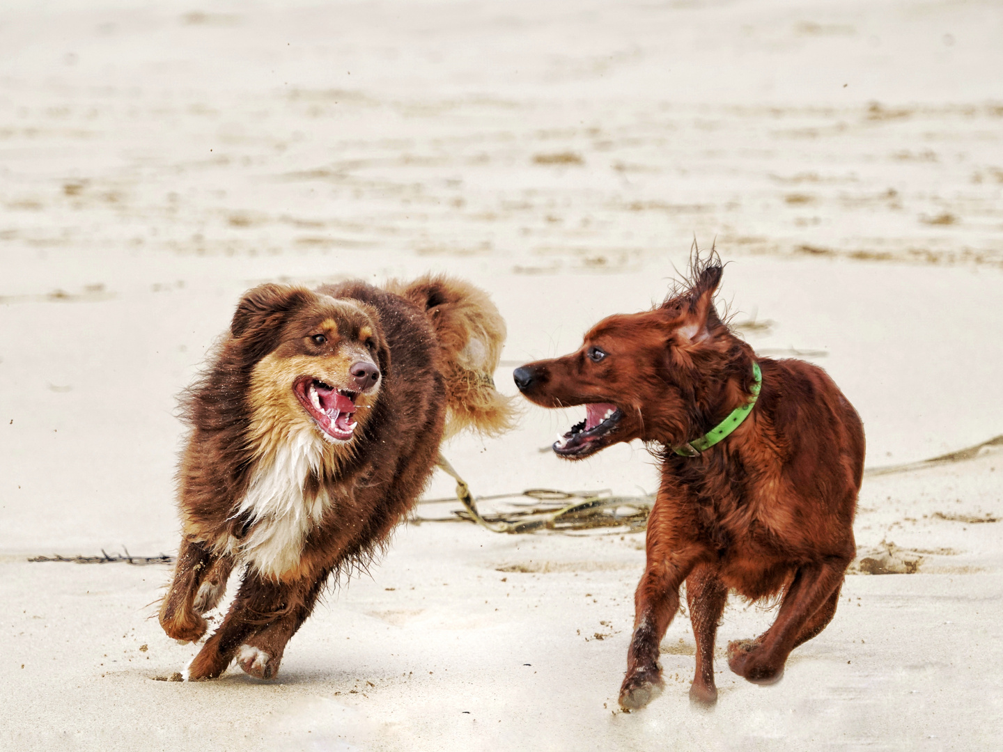 Zwei Hunde-Freunde am Strand