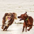 Zwei Hunde-Freunde am Strand