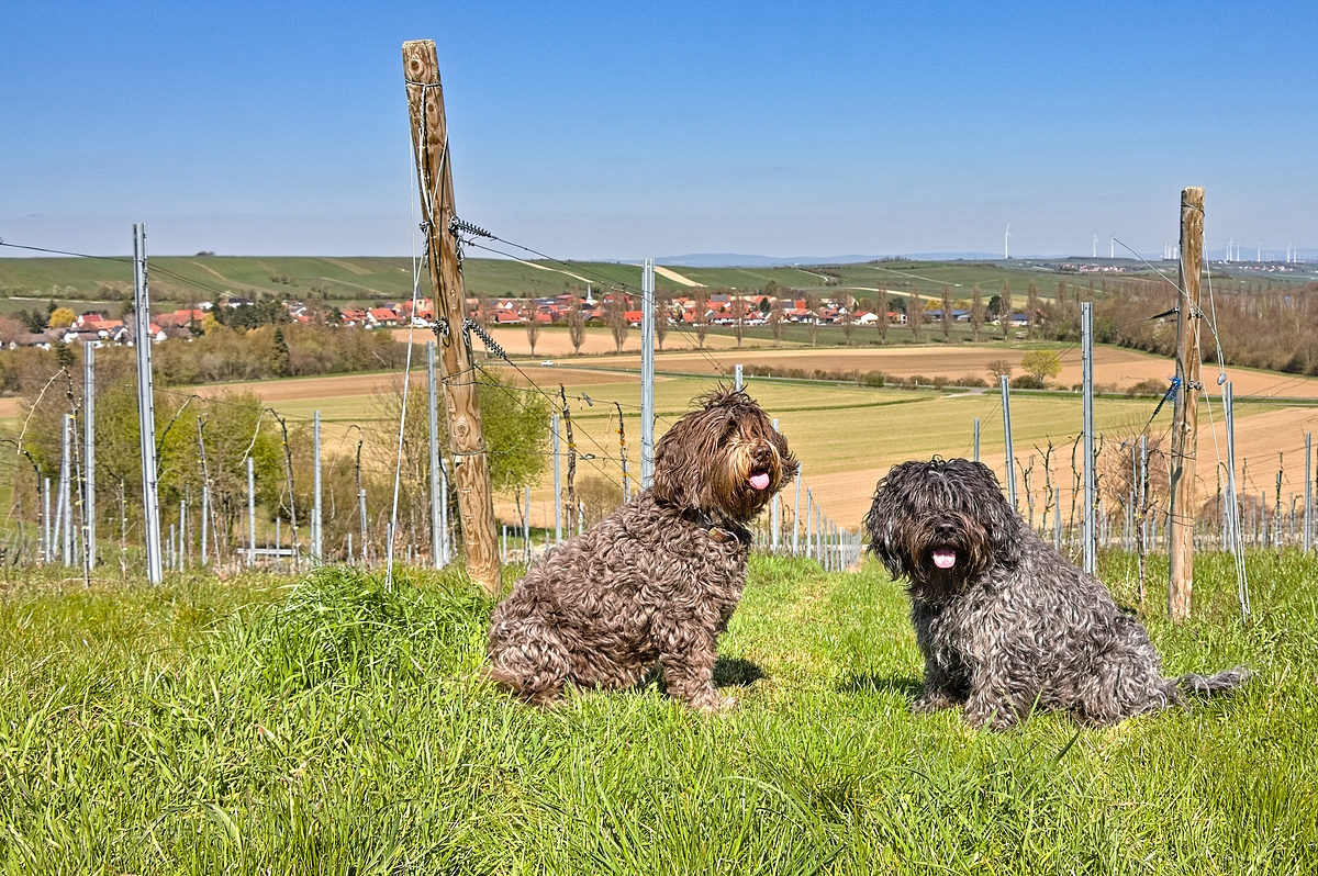 Zwei Hunde in den Weinbergen