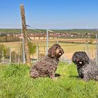 Zwei Hunde in den Weinbergen