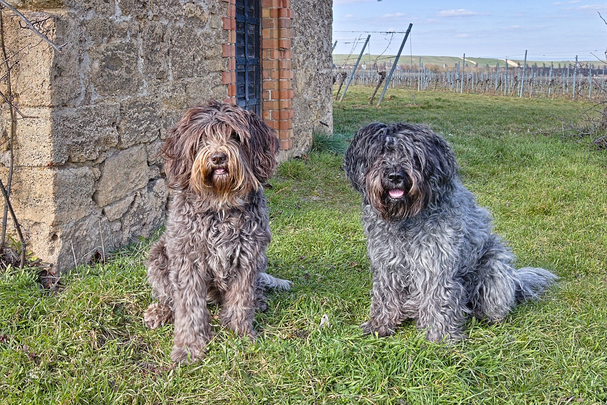 Zwei Hunde in den Weinbergen