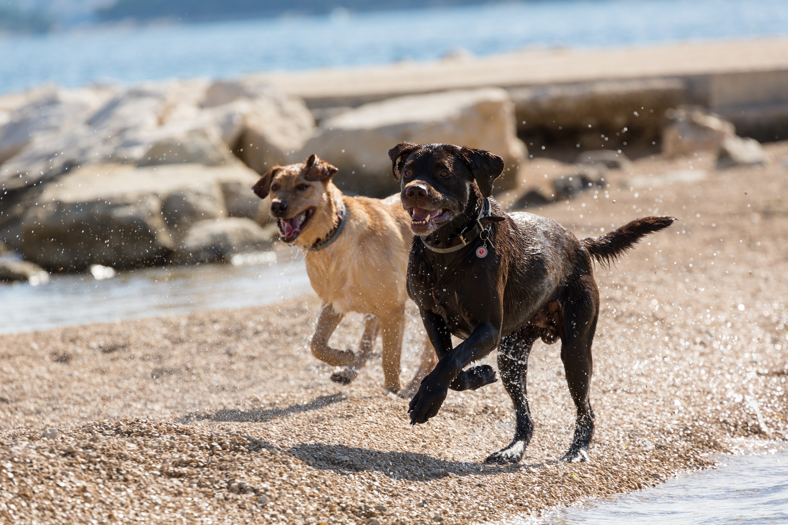 zwei Hunde toben am Strand Foto & Bild tiere, haustiere, hunde Bilder