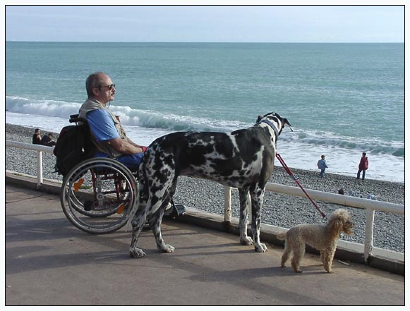 Zwei Hunde und ihr Herr betrachten das Meer