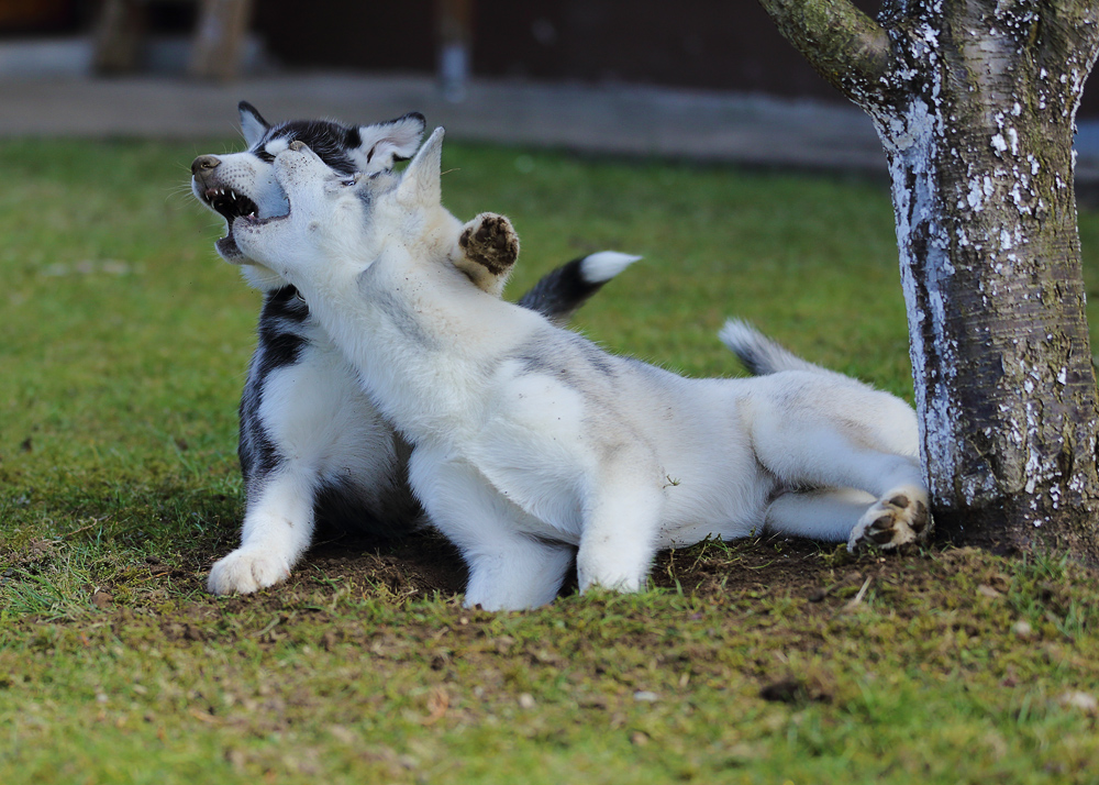 Zwei Hunde und nur ein Loch im Garten