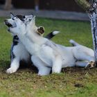 Zwei Hunde und nur ein Loch im Garten