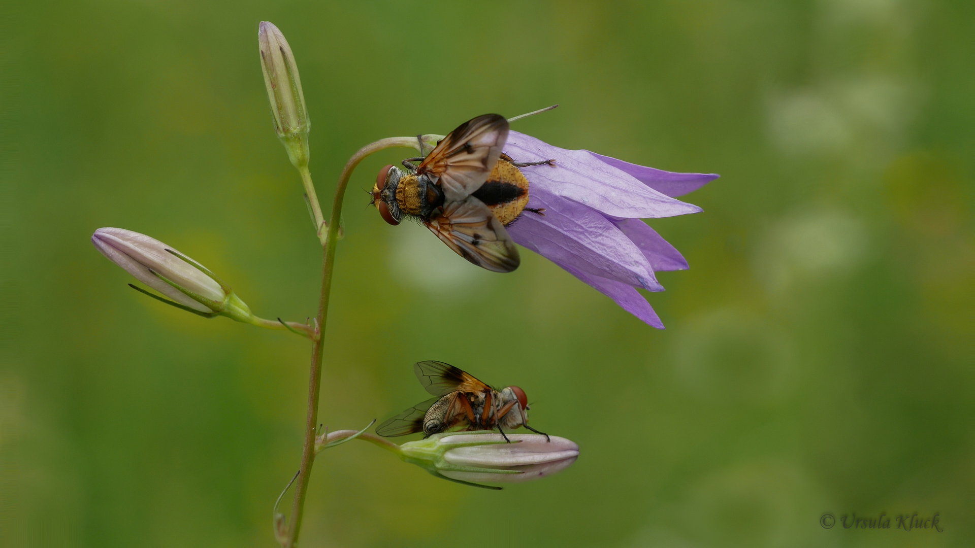 zwei Igelfliegen auf einer Glockenblume