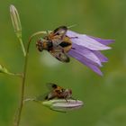 zwei Igelfliegen auf einer Glockenblume