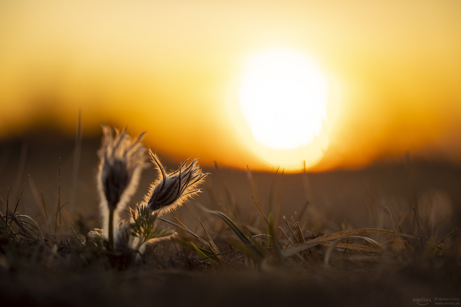 Zwei im Abendlicht