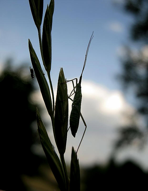 Zwei im Abendlicht