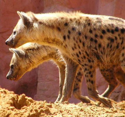 Zwei im Doppel.......