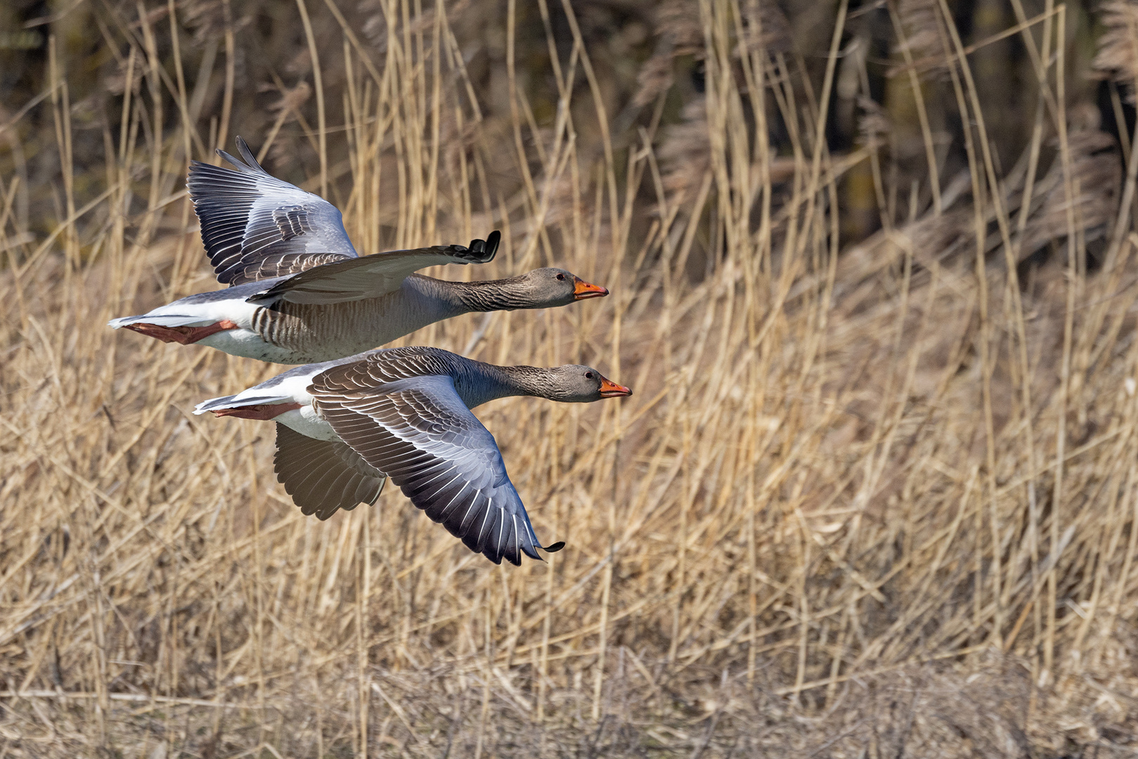 zwei im Flug