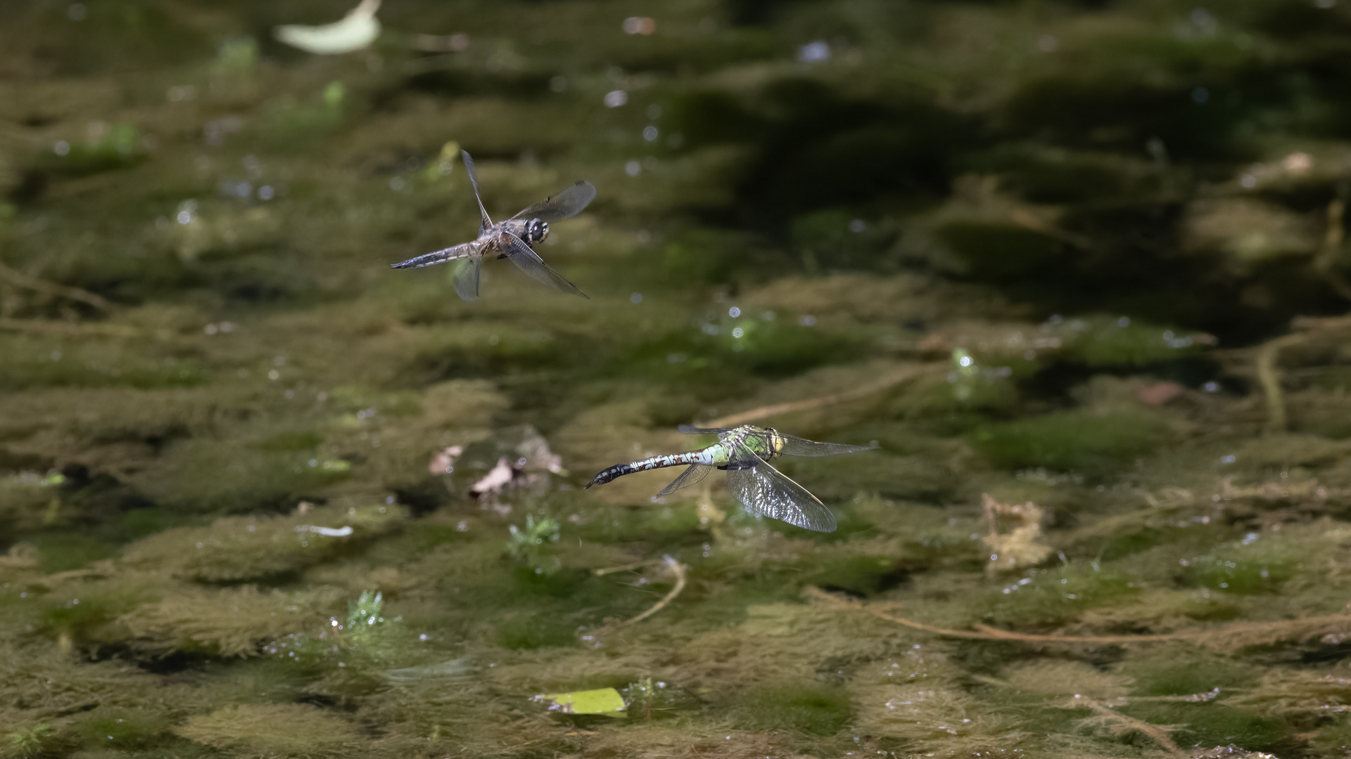 zwei im Flug