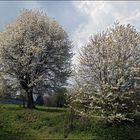 Zwei im Frühling