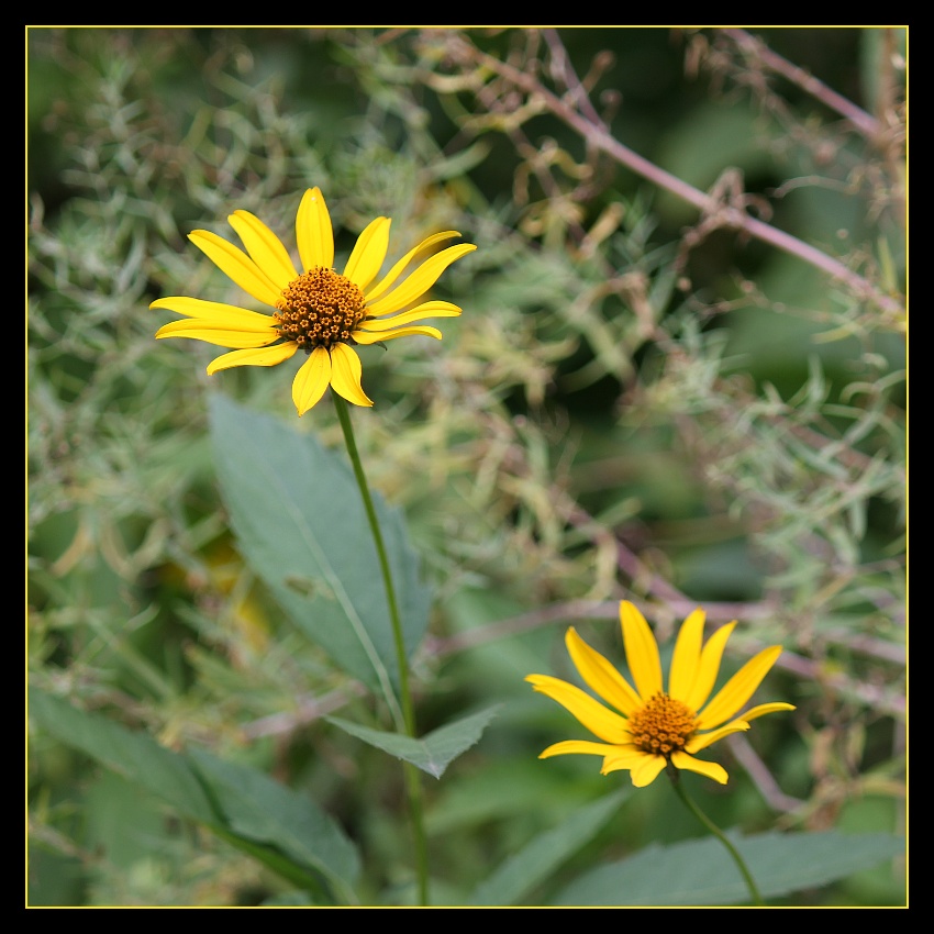 Zwei im Herbst / reload