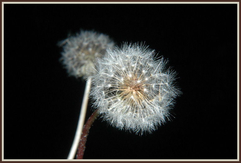 Zwei-im Licht und im Schatten