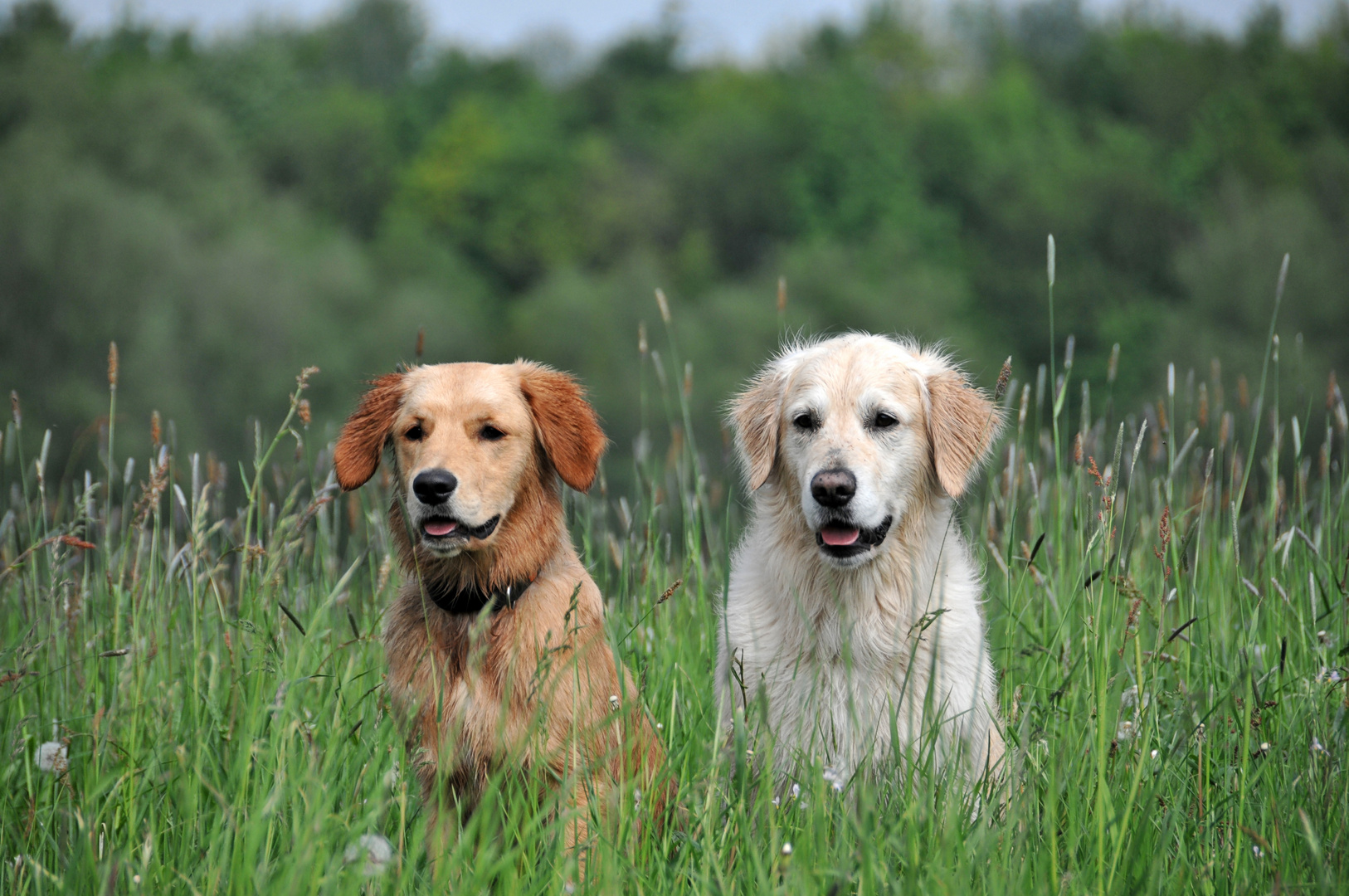 Zwei im nasse Golden im Feld :-)