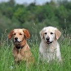 Zwei im nasse Golden im Feld :-)