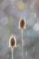 Zwei im Regen