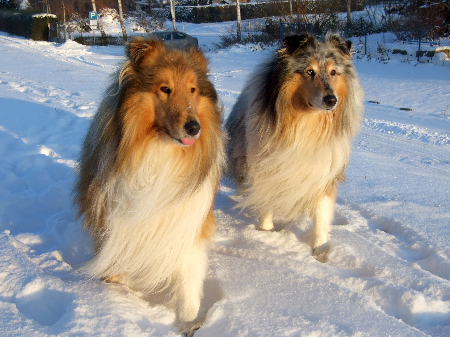 Zwei im Schnee