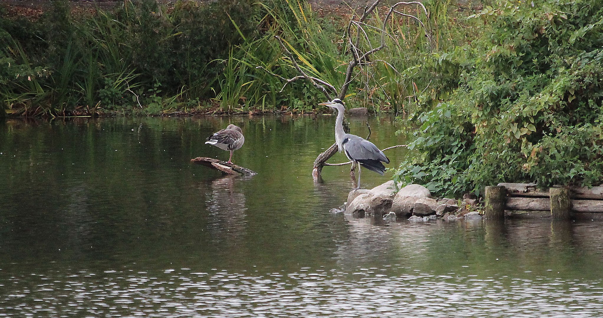 Zwei im See