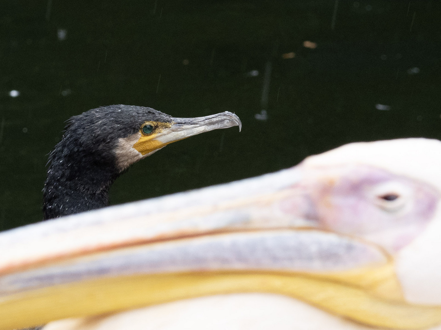 Zwei im selben Teich