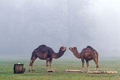 ZWEI IM VORDEREN NEBEL