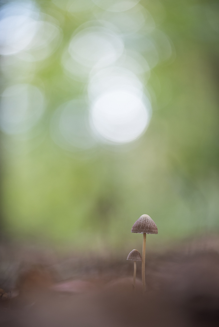 zwei im Wald