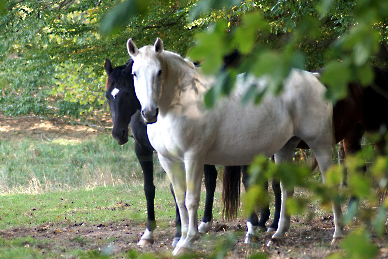 Zwei im Wald allein