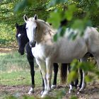 Zwei im Wald allein