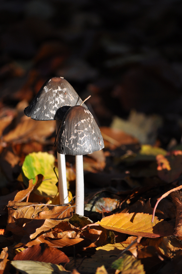 Zwei im Wald allein..