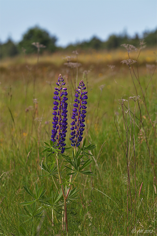 Zwei in der Heide