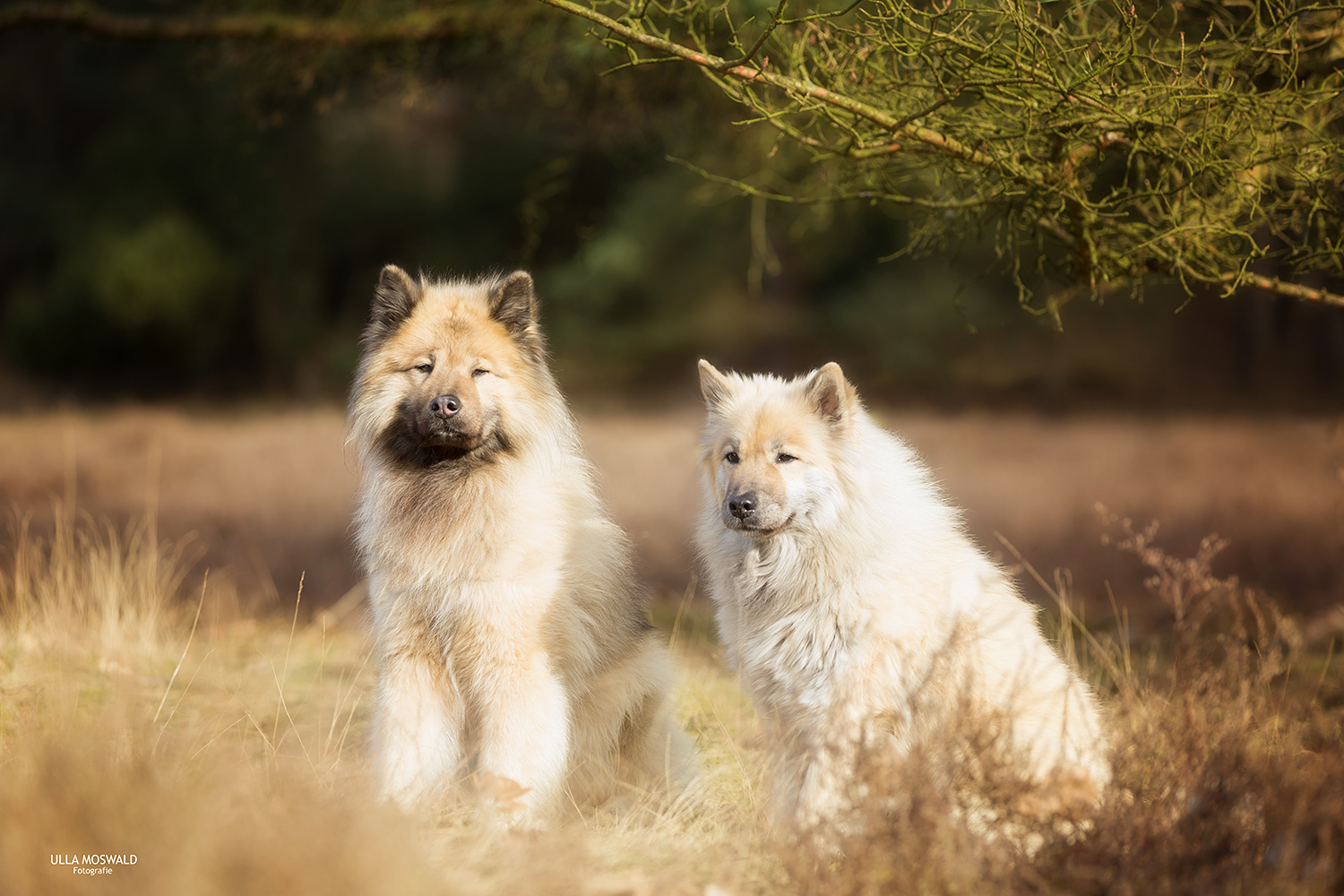 ...zwei in der Heide...